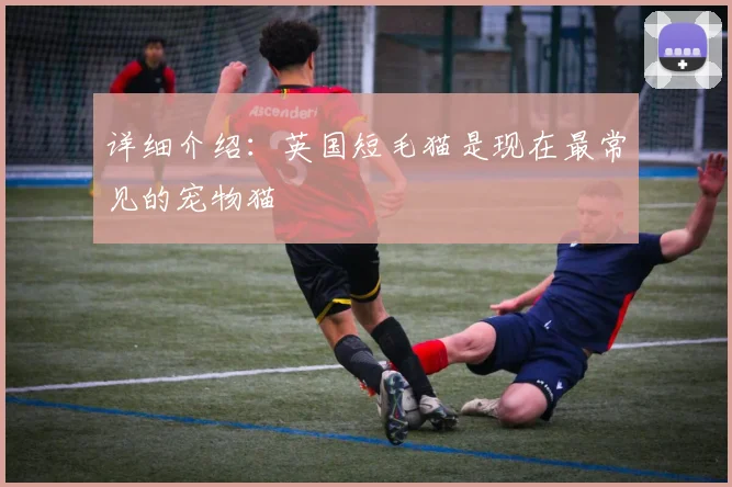 详细介绍：英国短毛猫是现在最常见的宠物猫